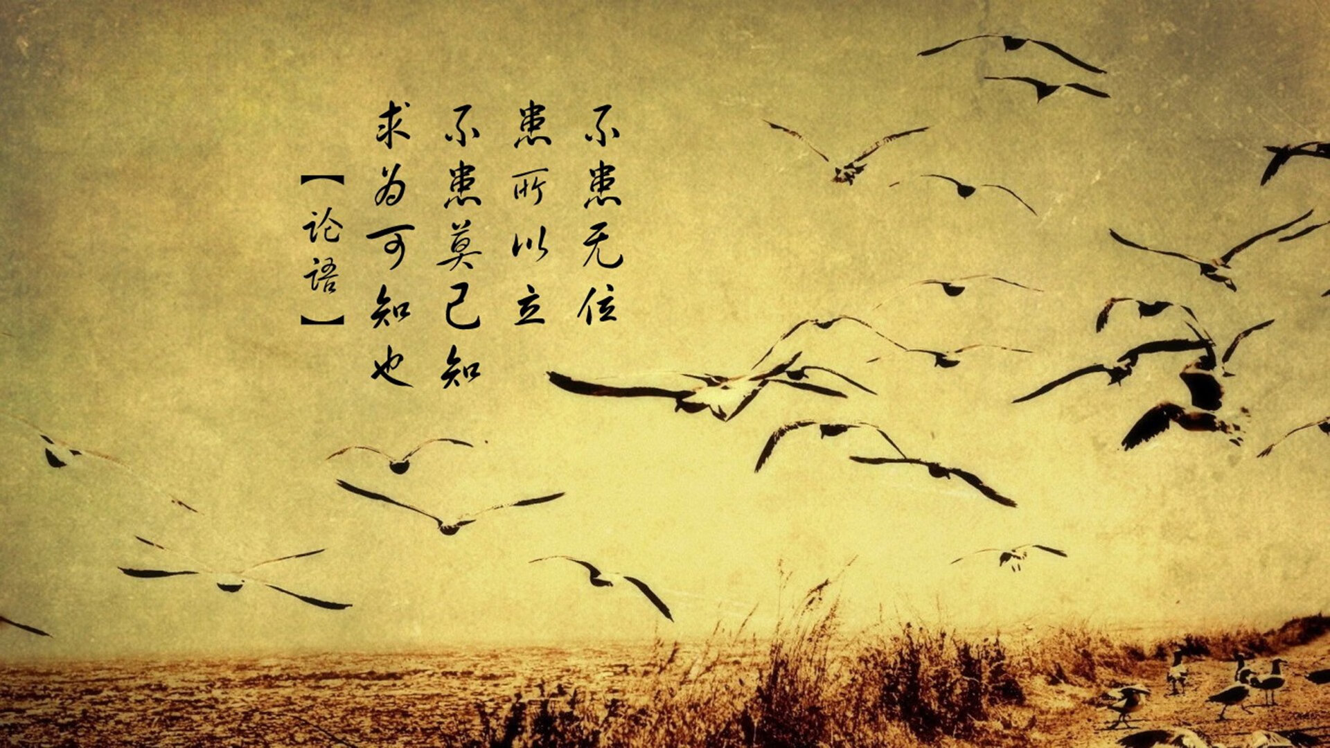 WRC多车追逐战：激烈的超车瞬间