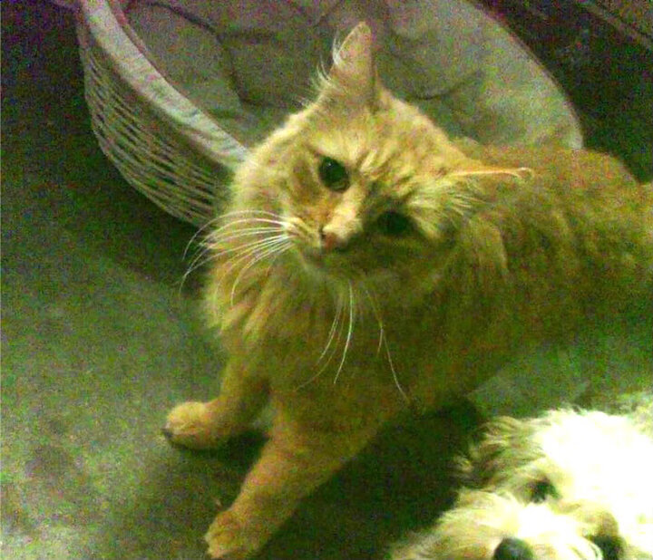 出台瑜伽行业标准,规范市场秩序,瑜伽经营